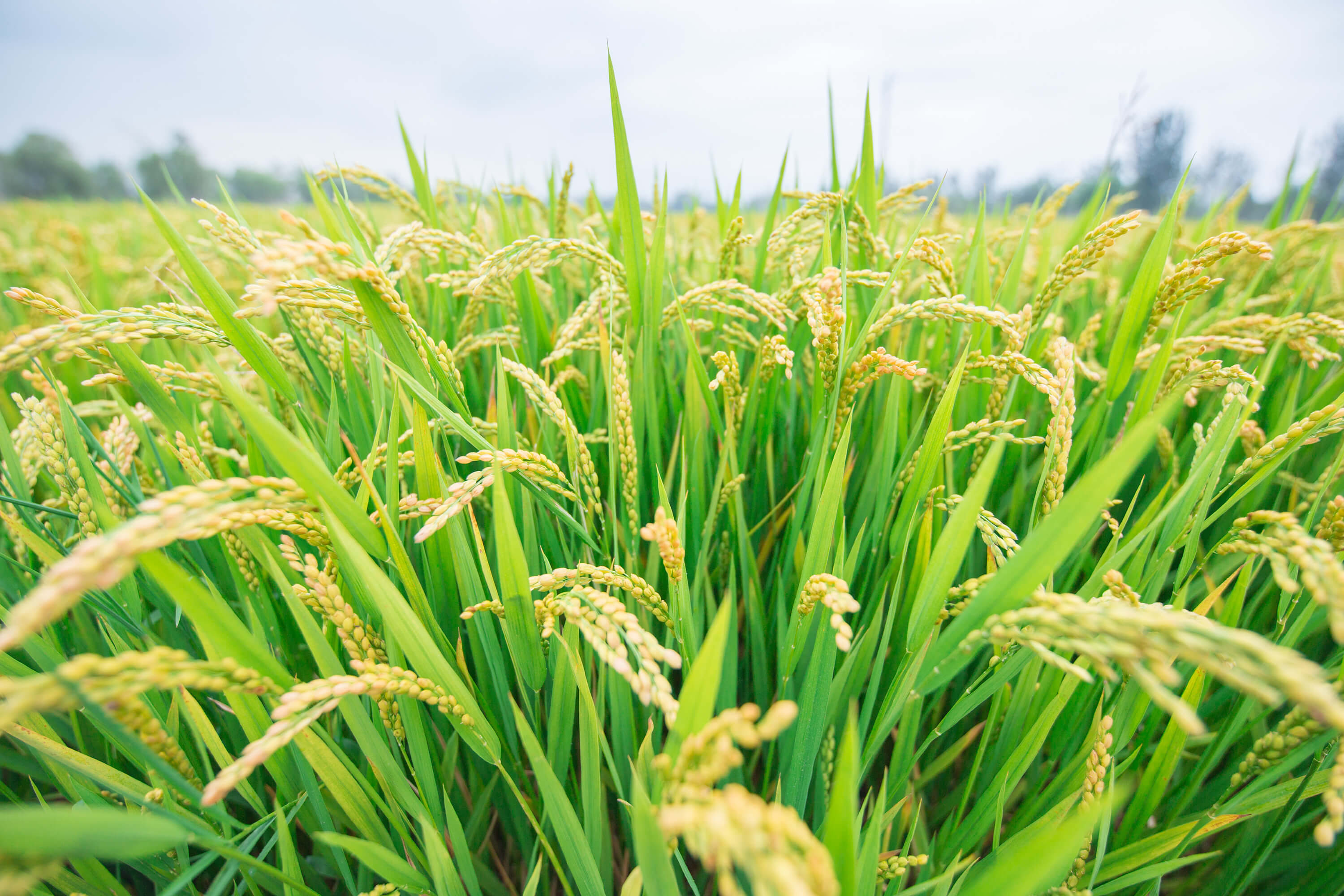 食品通胀卷土重来？印度限制大米出口之后，泰国大米生产也陷入困境